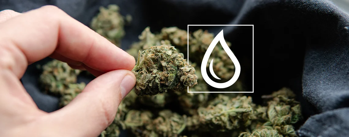 What To Do If Your Weed Gets Wet