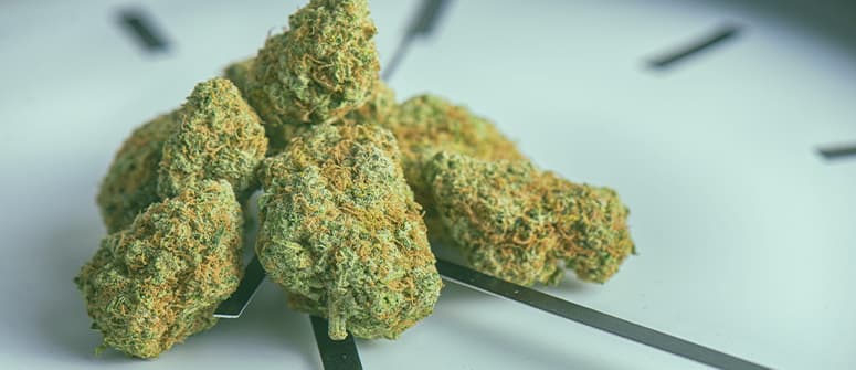 What To Do If Your Weed Gets Wet