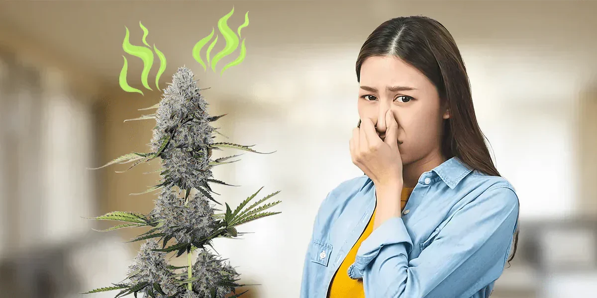 Cannabis Odors