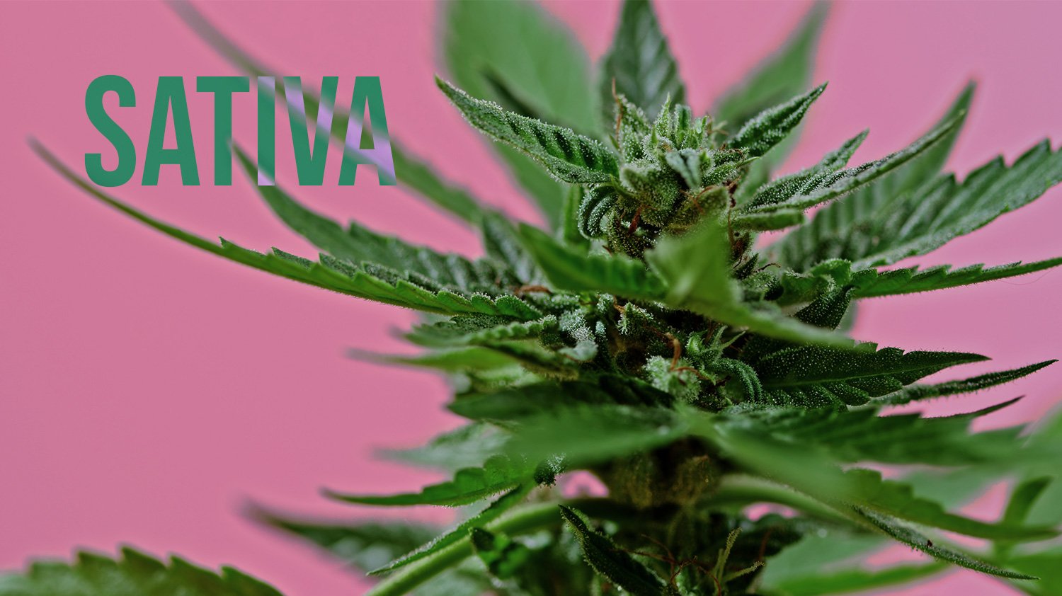 A Guide to Sativa Strains