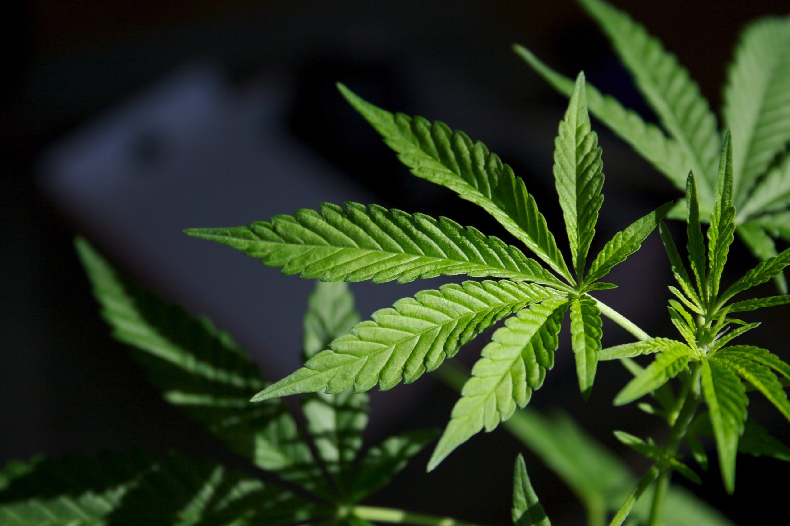 cannabis
