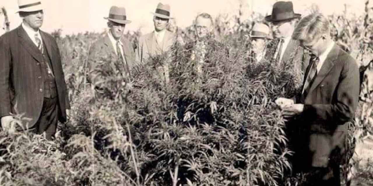 The history of cannabis prohibition in the United States