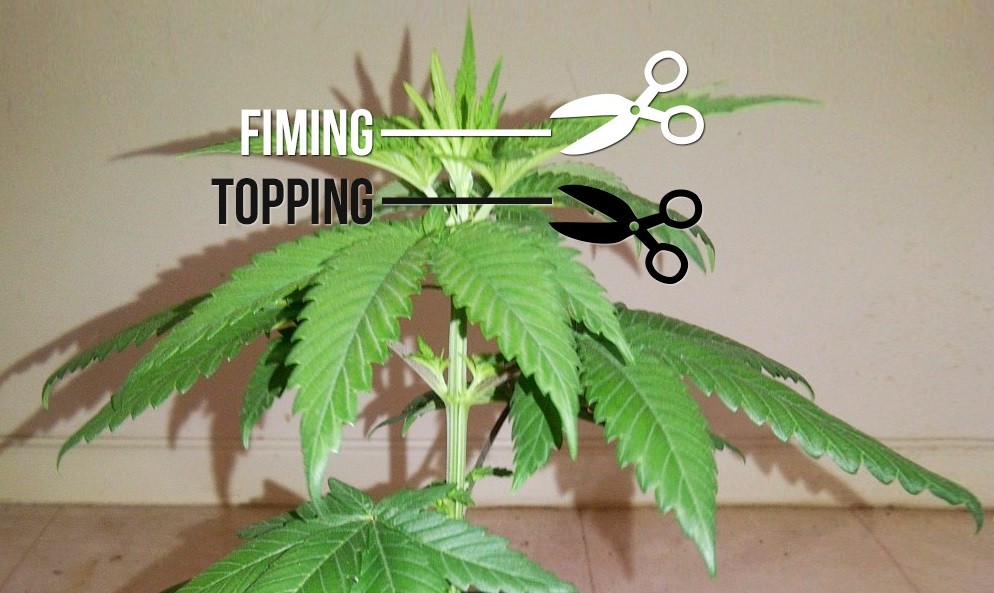 How to top and trim cannabis plants
