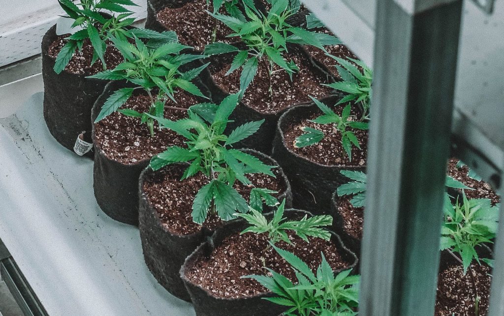 Growing Weed at Home