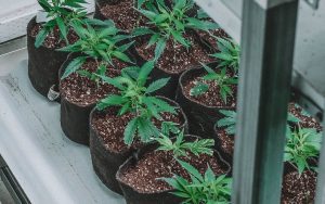 Growing Weed at Home