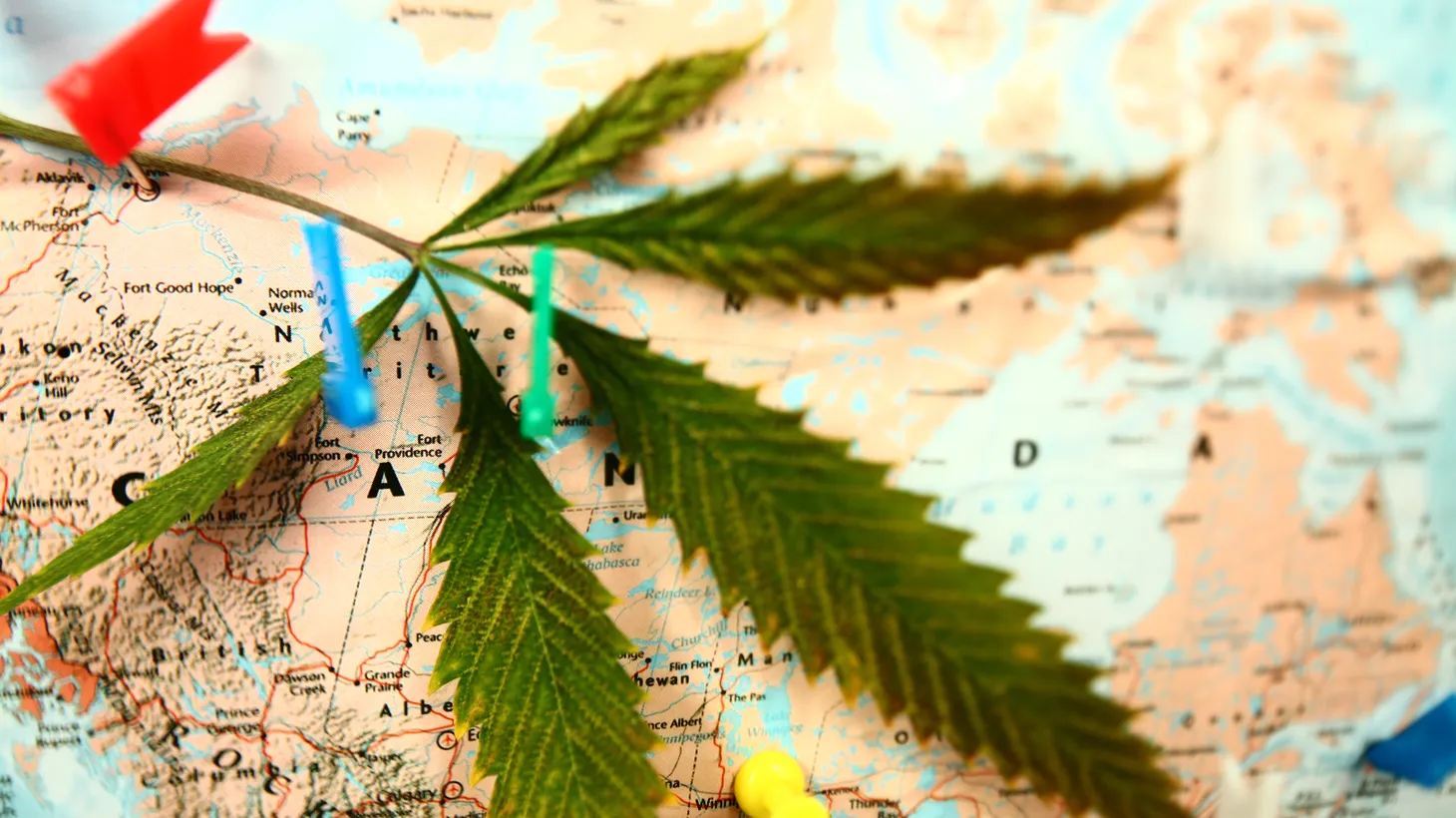  Cannabis