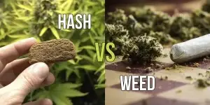 The difference between weed and hashish