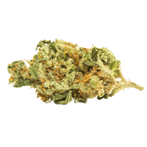 Scroopy Noopers Marijuana Strain