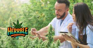 What Should You Not Do While Using Marijuana?