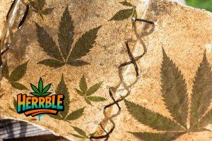 The History of Cannabis: A Global Story