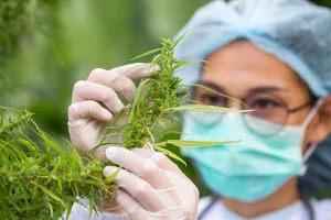 The Health Benefits of Cannabis