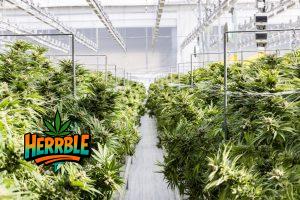 What Does the Type of Marijuana Leaf Tell Us?