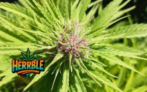 Who is Sativa Marijuana Suitable For and When?