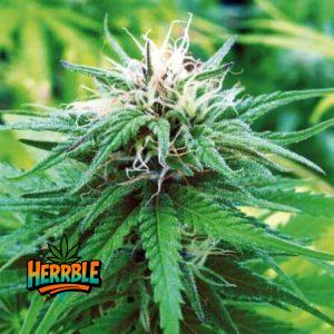 Related articles : What Not to Eat While Using Marijuana