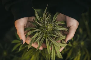 How to Properly Store Weed for Maximum Freshness