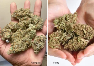 why weed feels dense or fluffy